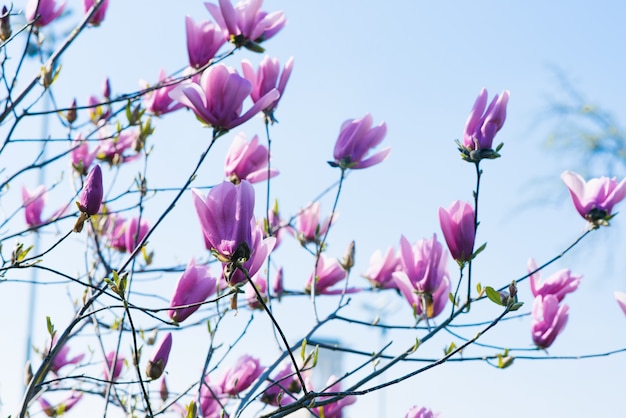 Magnolia is een bloeiende lenteboom met prachtige delicate lila bloemen