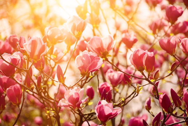 Magnolia lentebloemen