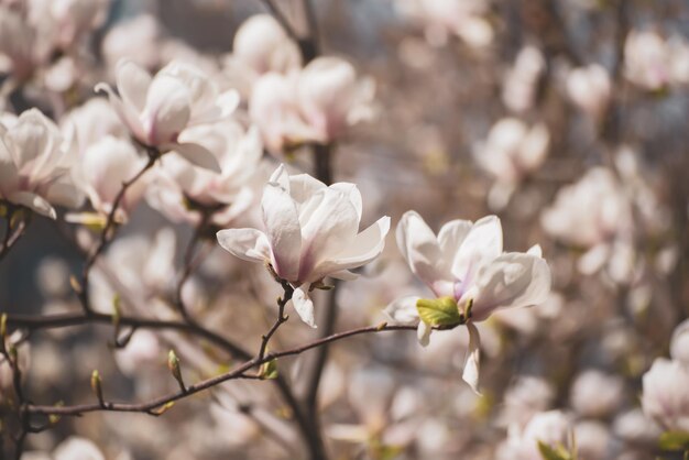 Magnolia lentebloemen