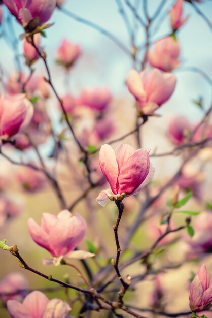 Magnolia lentebloemen