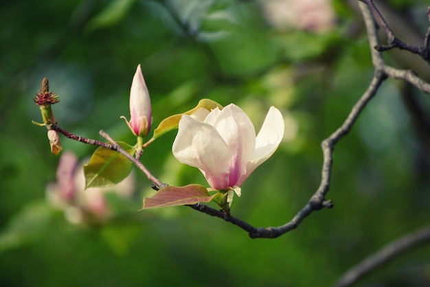 Magnolia lentebloemen