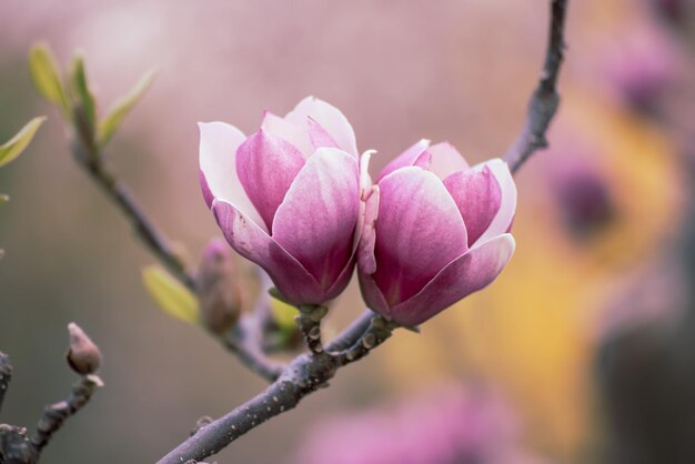 Magnolia lentebloemen