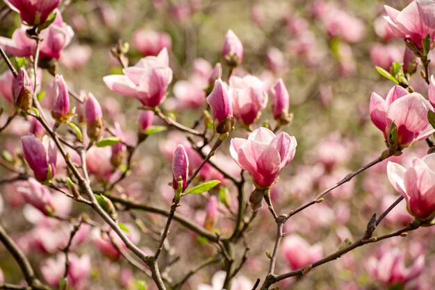 Magnolia lentebloemen