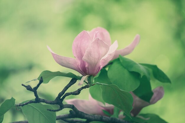 Magnolia lentebloemen