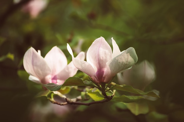 Magnolia lentebloemen