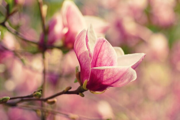 Magnolia lentebloemen