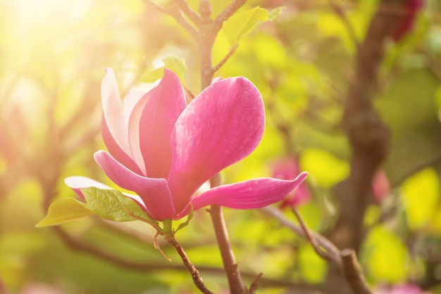 Magnolia lentebloemen