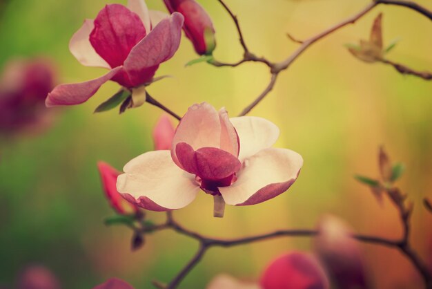 Magnolia lentebloemen