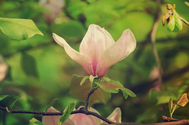 Magnolia lentebloemen