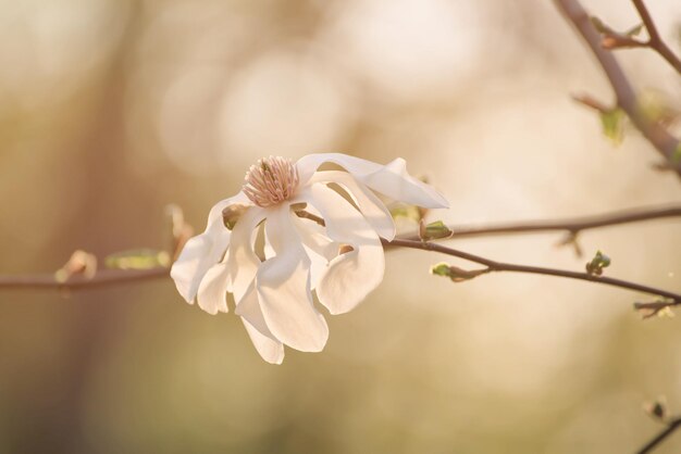 Magnolia lentebloemen