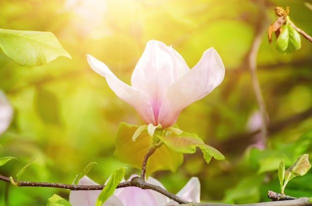 Magnolia lentebloemen