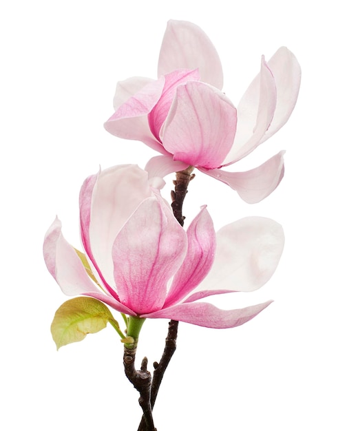 Magnolia liliiflora flower on branch with leaves, Lily magnolia flower isolated on white background