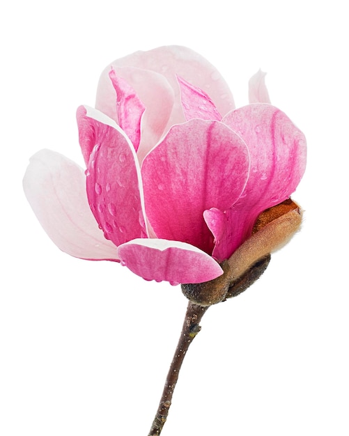 Magnolia liliiflora 花在树枝上,有叶子,Lily magnolia 花在白色背景上孤立