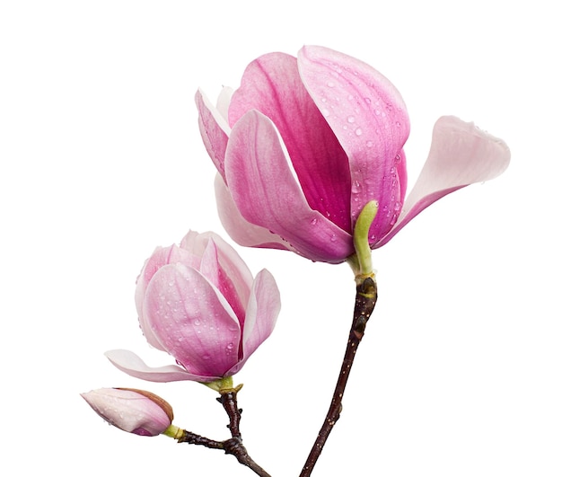 Magnolia liliiflora flower on branch with leaves, Lily magnolia flower isolated on white background