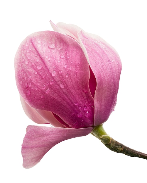 Magnolia liliiflora flower on branch with leaves, Lily magnolia flower isolated on white background