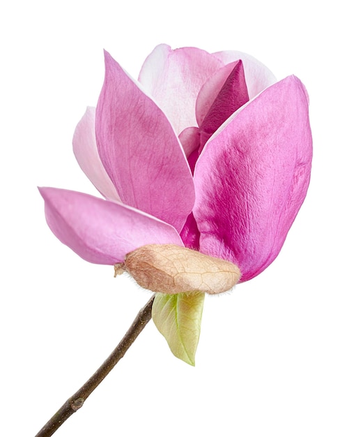 Magnolia liliiflora flower on branch with leaves, Lily magnolia flower isolated on white background