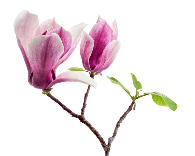 Magnolia liliiflora flower on branch with leaves, Lily magnolia flower isolated on white background