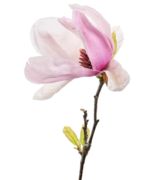 Magnolia liliiflora flower on branch with leaves Lily magnolia flower isolated on white background