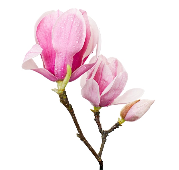 Magnolia liliiflora flower on branch with leaves Lily magnolia flower isolated on white background