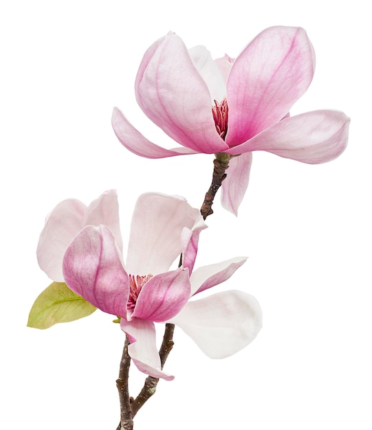 Magnolia liliiflora flower on branch with leaves Lily magnolia flower isolated on white background