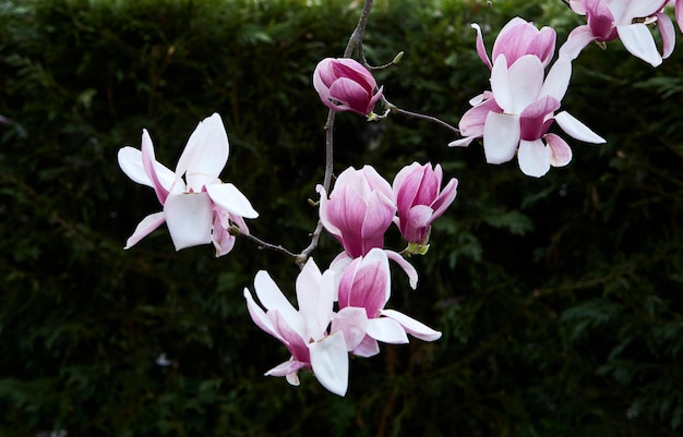 Magnolia paarse bloemen. Close-up foto