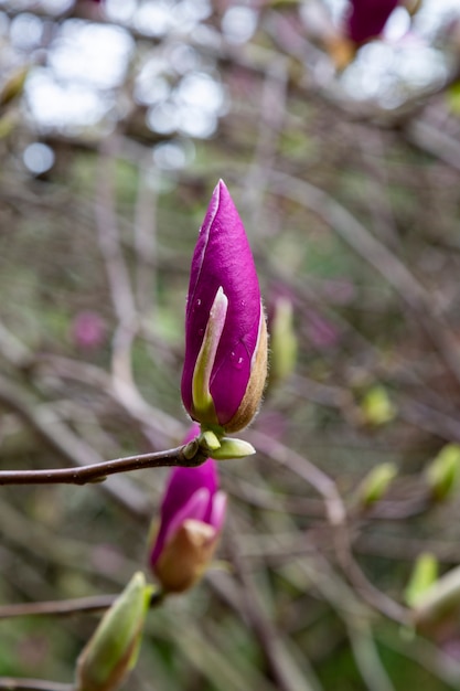 Magnolia pink blossom tree flowers, close up branch, outdoor.