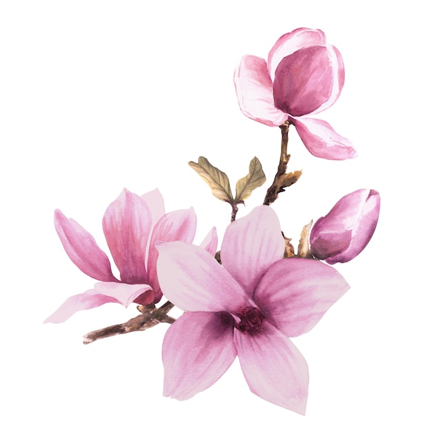 magnolia pink flower bough buds leaf watercolor hand drawn illustration isolated white background