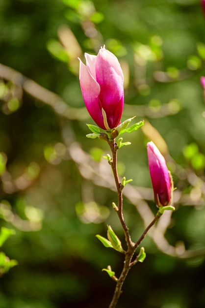 春の自然な季節のコンセプトでマグノリアピンクの花のつぼみ
