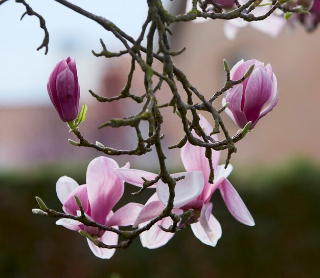 Photo magnolia purple flowers. close up picture. blurred background