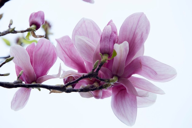 Magnolia roze bloemen. Close-up foto. witte achtergrond