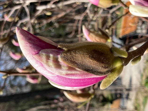 Magnolia Soulangeana close up background