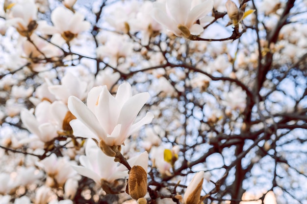 Magnolia soulangeana ook wel schotelmagnolia bloeiende lenteboom genoemd met mooie roze witte bloemen MarchxA