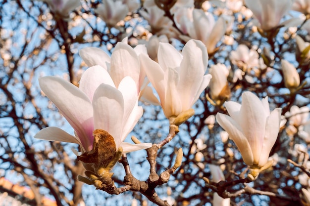 Magnolia soulangeana ook wel schotelmagnolia bloeiende lenteboom genoemd met mooie roze witte bloemen MarchxA