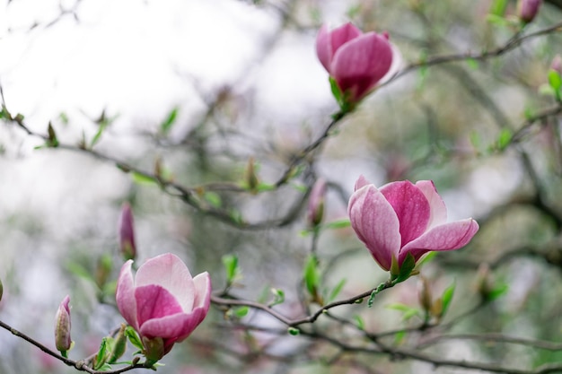 사진 마그놀리아 소울랑제아나 봄에 보라색 꽃이 피는 나무 큰 꽃