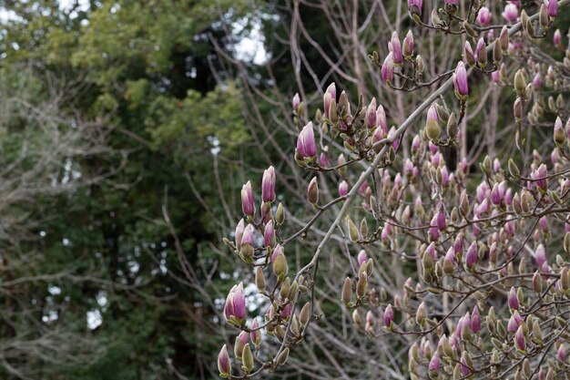 Magnolia soulangeana wordt ook wel een schotelvormige magnolia roze toppen op een boomtak genoemd en bereiden zich voor om selectieve focus te bloeien Vroege lente