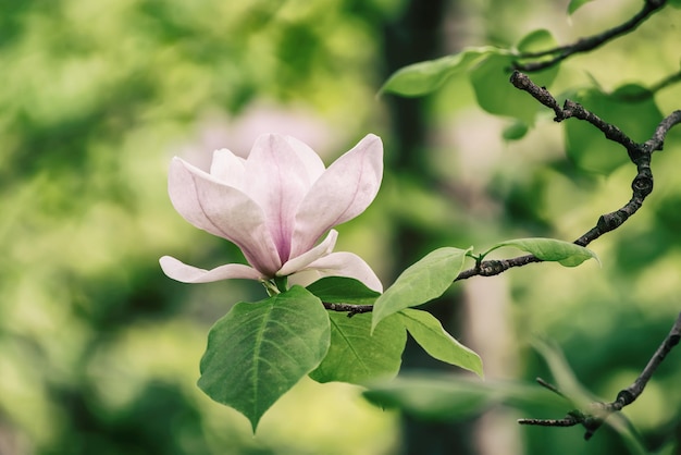 マグノリアの春の花