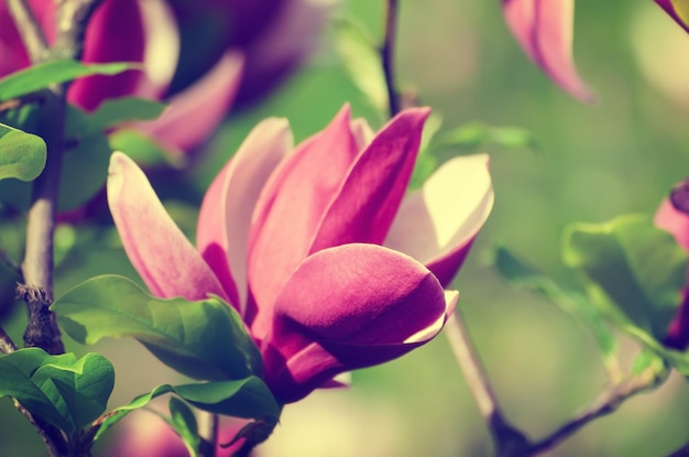 Magnolia spring flowers