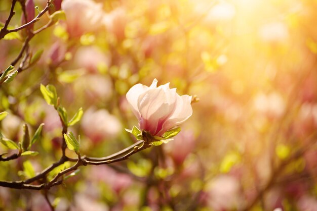 マグノリアの春の花