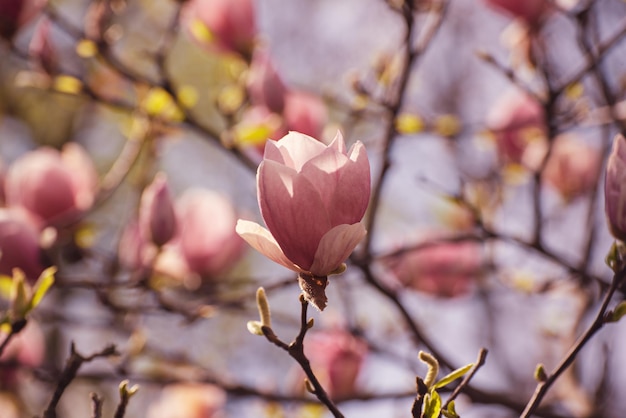 マグノリアの春の花