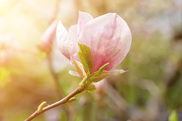 マグノリアの春の花