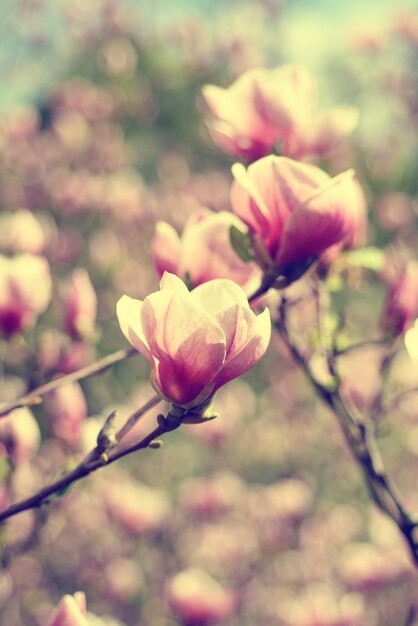 Magnolia spring flowers