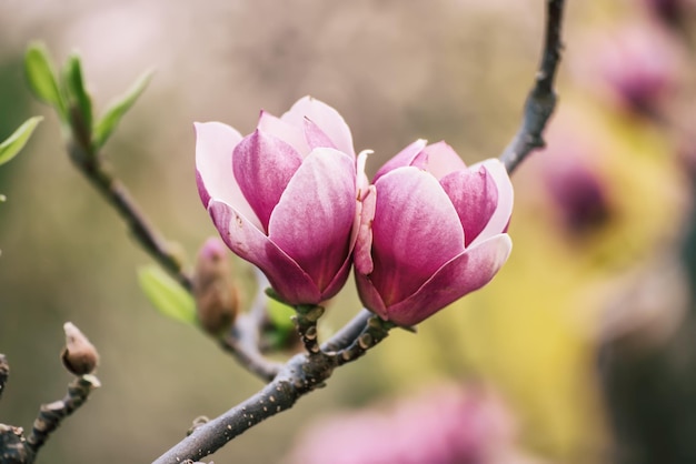 Magnolia spring flowers