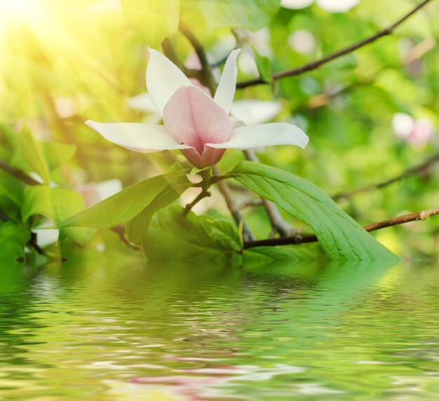 マグノリアの春の花