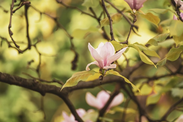 Magnolia spring flowers