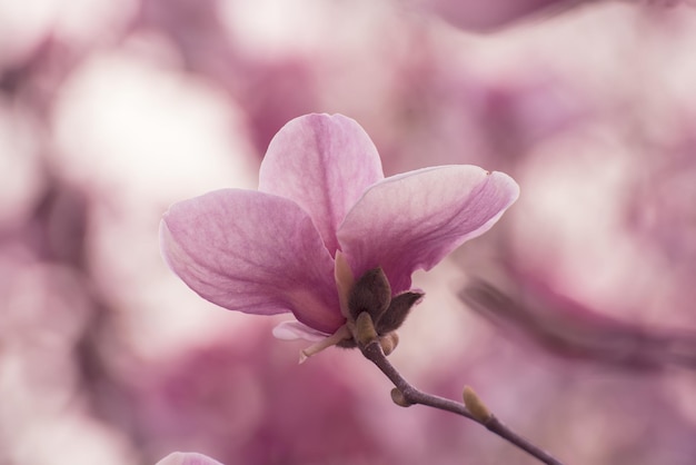 マグノリアの春の花