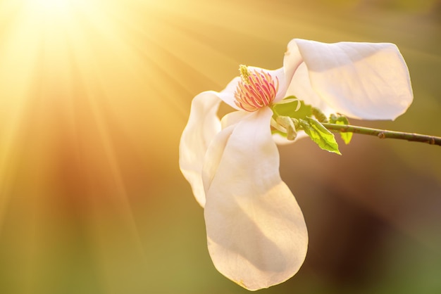 Magnolia spring flowers