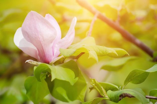 マグノリアの春の花