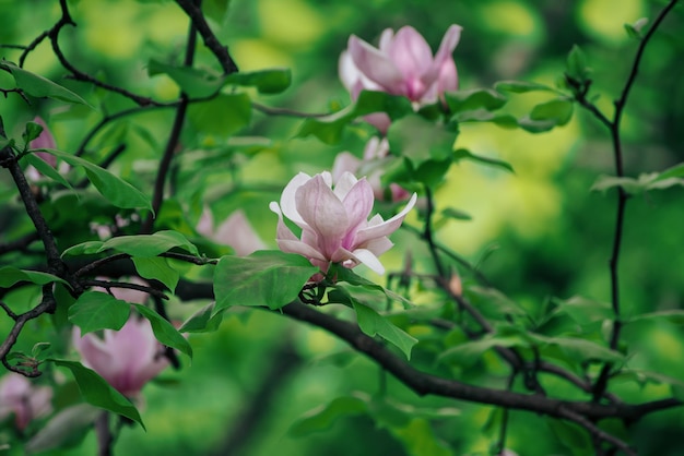 マグノリアの春の花