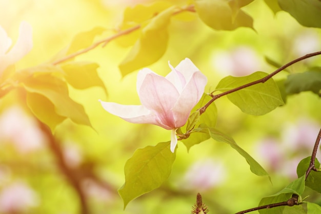 マグノリアの春の花