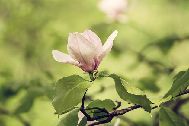 Magnolia spring flowers